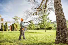 Best Tree Fertilization  in USA